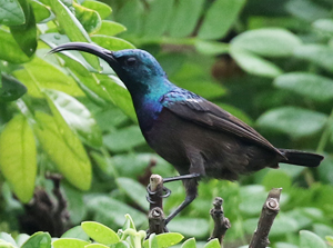 Loten's Sunbird