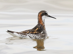 Red-necked Phalarope - Kazakhstan Birding Trip