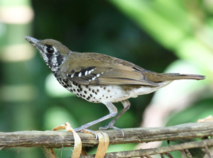 Spot-winged Thrush - Sri Lanka Endemics Birding Tour