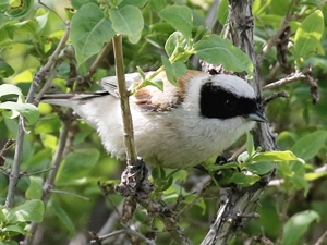 White-crowned Penduline Tit - Kazakhstan Birdwatching Tour