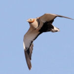 Black-bellied Sandgrouse