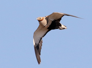 Black-bellied Sandgrouse