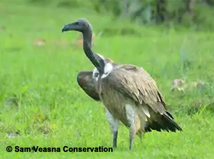 Slender-billed Vulture