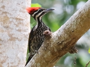 Common Flameback