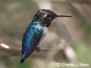 Bee Hummingbird