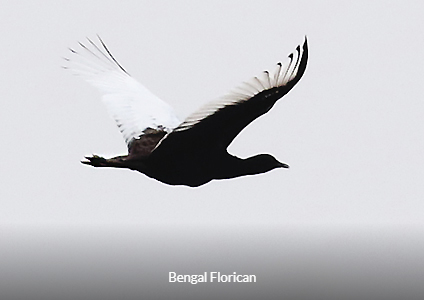Bengal  - Cambodia Birding Tour Trip Report