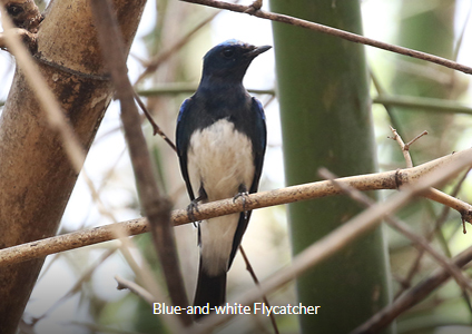 Blue-and-white Flycatcher