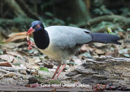 Coral-billed Ground Cuckoo