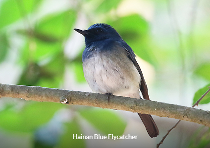Hainan Blue Flycatcher