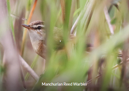 Manchurian Reed Warbler