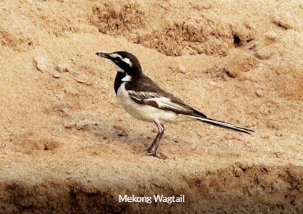 Mekong Wagtail - Cambodia Birding Tour Trip Report