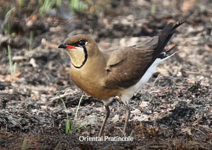 Oriental Pratincole