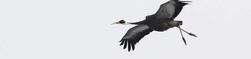 White-naped Crane