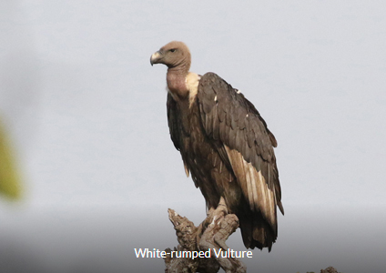 White-rumped Vulture