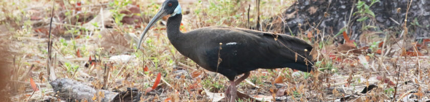 White-shouldered Ibis