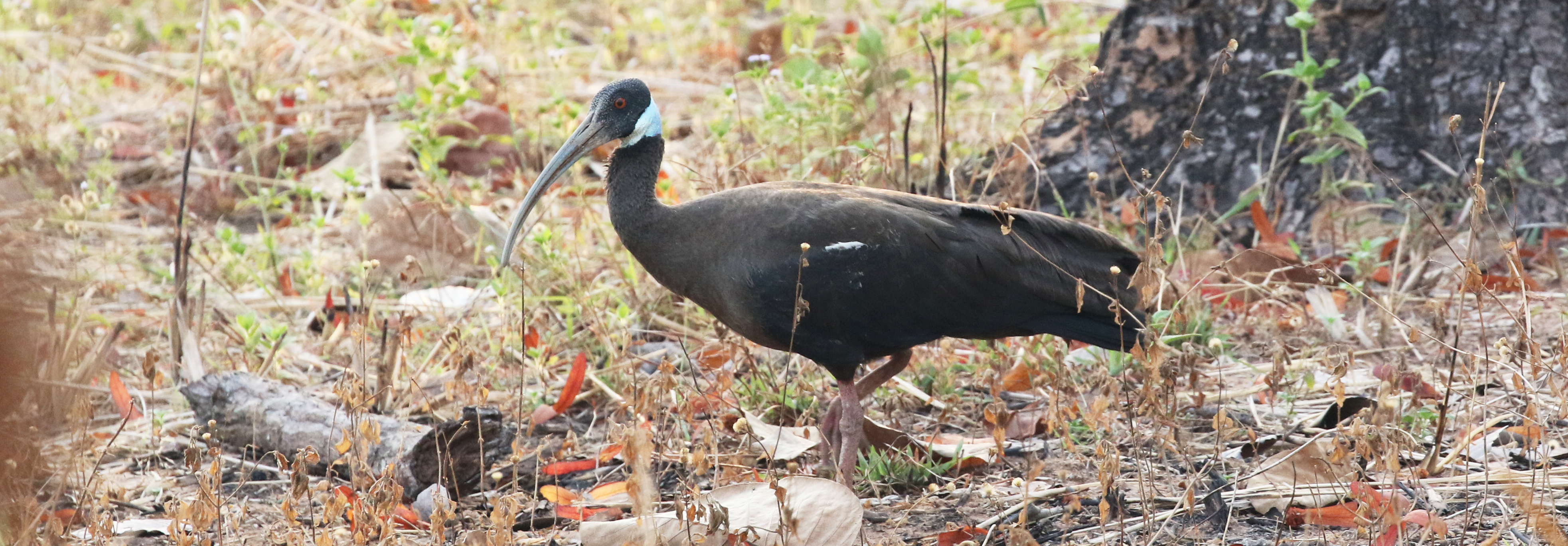 White-shouldered Ibis