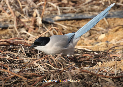 Azure-winged Magpie - South Korea Winter Birding Trip Report