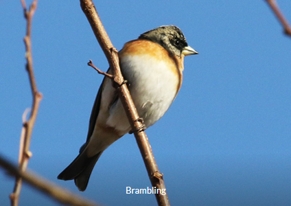 Brambling - South Korea Winter Birding Trip Report