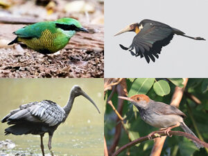 Cambpdia Birding Tour Trip Report