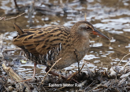 Eastern Water Rail - South Korea Birding Tour