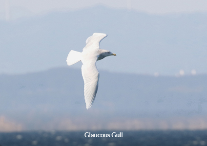 Glaucous Gull - South Korea Winter Birding Tour