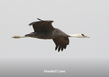 Hooded Crane - South Korea Winter Birding Tour Report