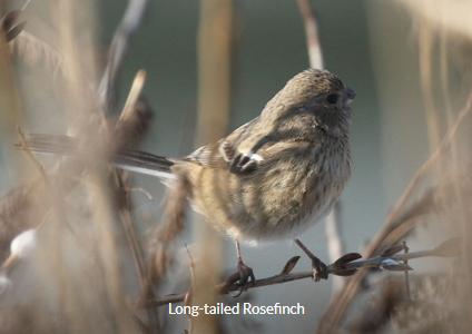 Long-tailed Rosefinch