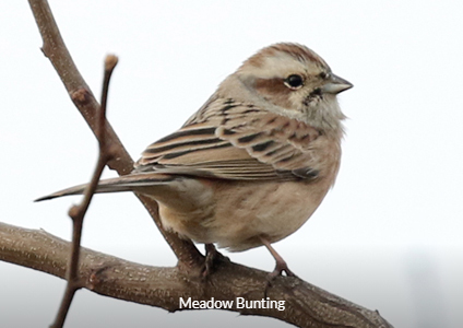 Meadow Bunting