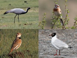 Mongolia birding trip report