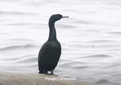 Pelagic Cormorant - South Korea Winter Birding Tour