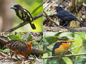 Peninsula Malaysia Birding Trip Report