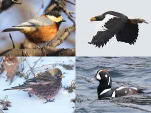 South Korea Winter Birding Trip Report