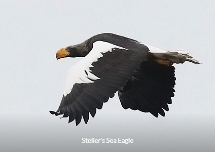 Steller's Sea Eagle