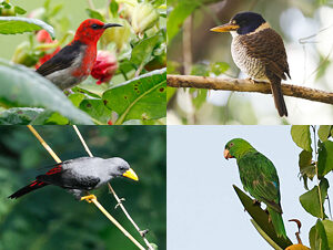 Sulawesi Birding Trip Report