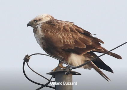 Upland Buzzard - South Korea Winter Birding