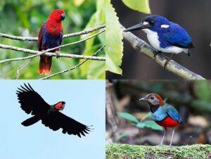 West Papua birding trip report 2025