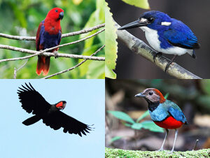 West Papua Birding Trip Report