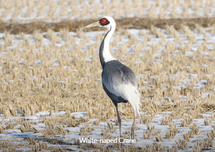 White-naped Crane