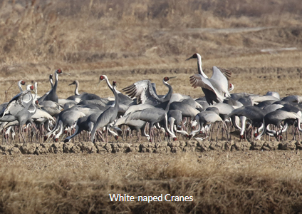 White-naped Cranes - South Korea Winter Birding Tour Trip Report