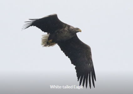 White-tailed Eagle - South Korea Winter Birding Trip Report