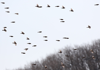 Asian Rosy Finches