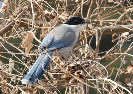 Azure-winged Magpie