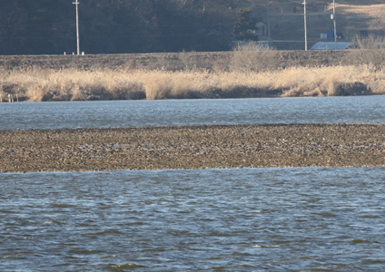 Baikal Teal Flock