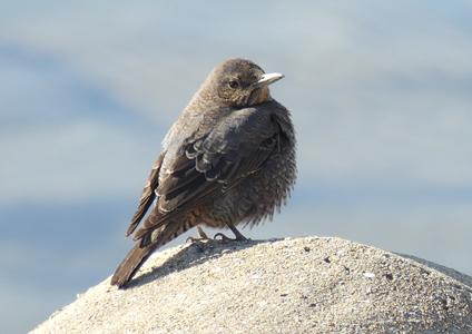 Blue Rockthrush