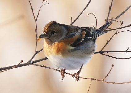 Brambling