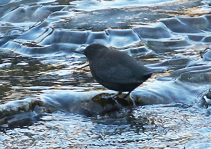 Brown Dipper