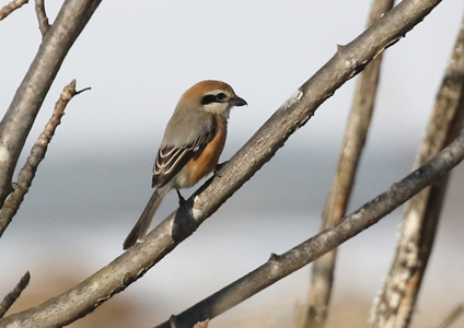 Bull-headed Shrike