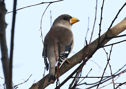 Chinese Grosbeak