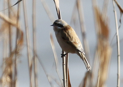 Chinese Penduline Tit