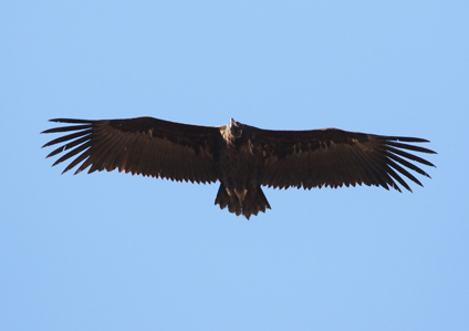 Cinereous Vulture